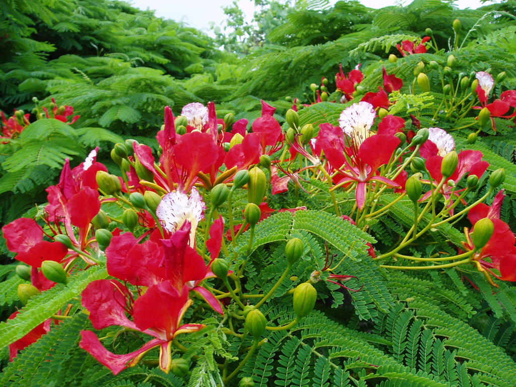 Poinciana Cabañas Burnt Pine Exterior foto